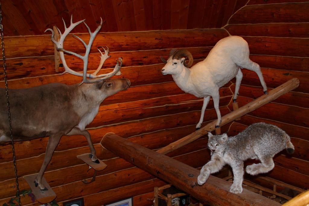 Wise Old Hunter Lodge Anchor Point Room photo
